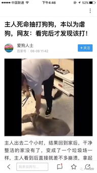 主人抽打宠物狗会怎么样