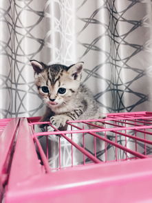 怎么帮助宠物猫生产