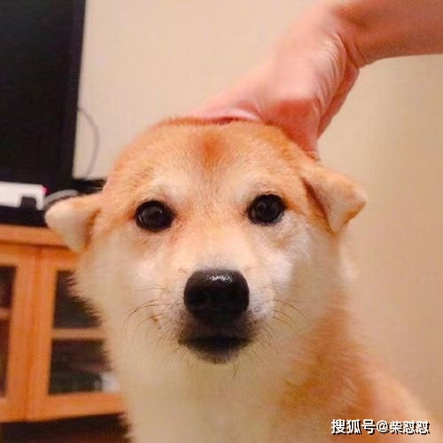 乳酶生狗狗吃多少