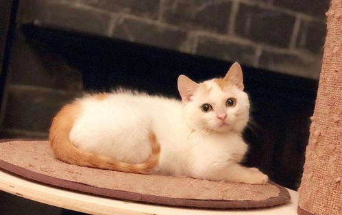 新人怎么选宠物猫呢