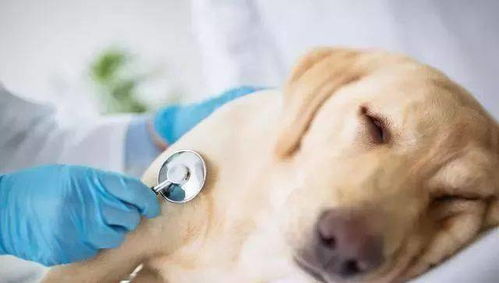 宠物狗得病死了怎么办