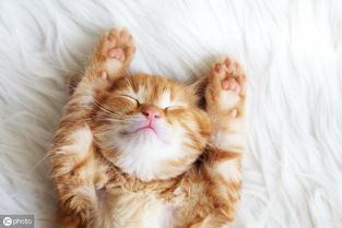 宠物猫怎么做纸片猫