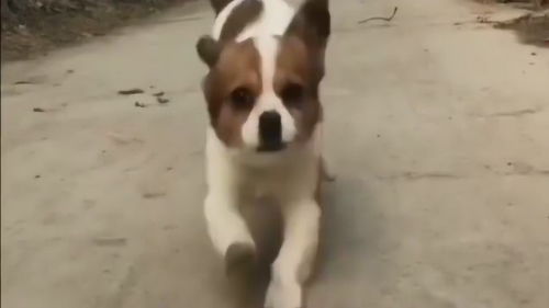 很久不见宠物狗怎么办呢