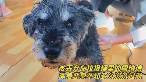 被臭味熏的宠物狗怎么办