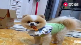 宠物狗惊呆了怎么回事儿