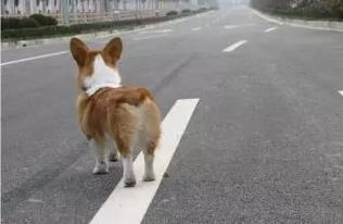 被车压的宠物狗怎么办