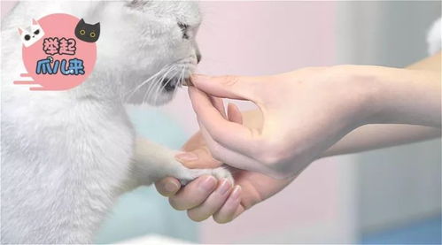 宠物猫玩的玩具怎么做的