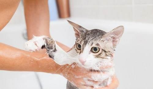 怎么自己给宠物猫洗澡