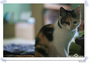 宠物猫有猫味怎么去除