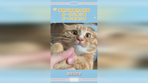 怎么抓场景宠物猫
