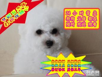 黄色宠物狗卷毛怎么办啊