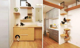 给宠物猫怎么装饰房屋