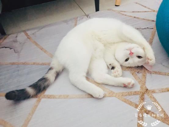开车回家宠物猫怎么带
