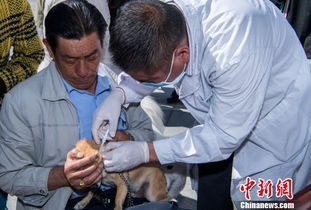 宠物狗身份证怎么弄