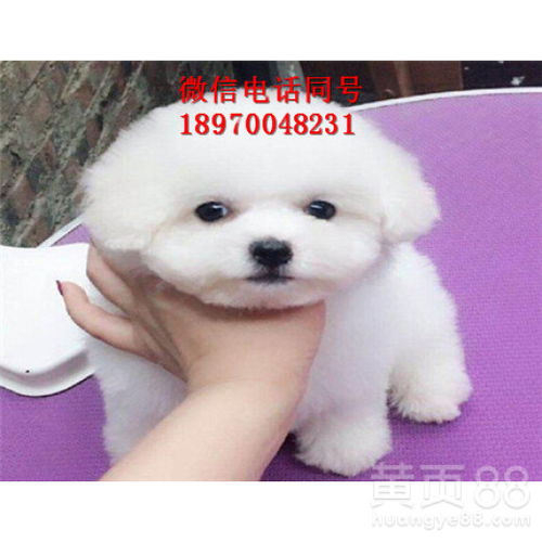 宠物狗小型犬怎么卖的啊