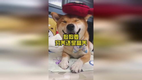 穷养的宠物狗怎么养的呢