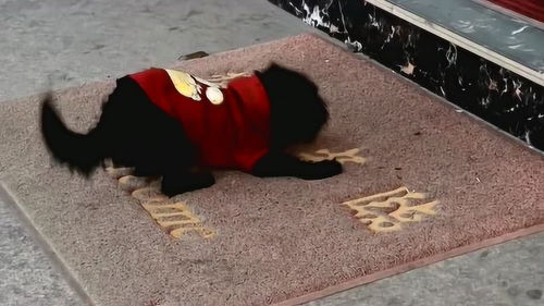 宠物狗过年新衣服怎么穿