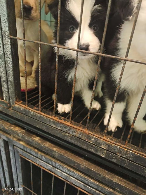 怎么出售宠物猫狗狗