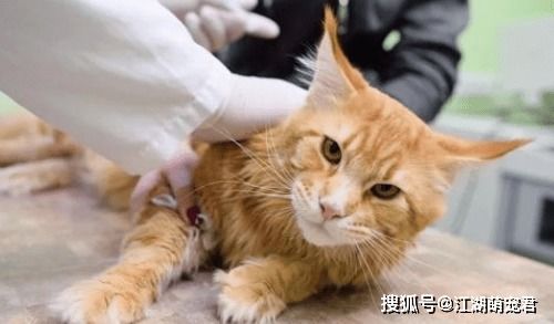 宠物猫怎么打理