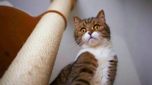 宠物猫逃走怎么找