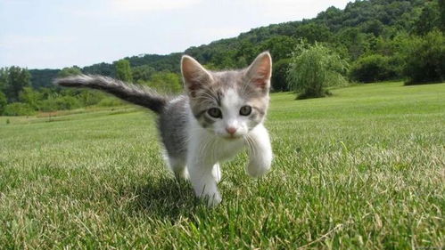 怎么爱护宠物猫