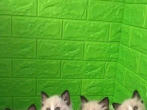 宠物猫怎么找货源