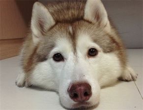 宠物狗去脚毛怎么办啊