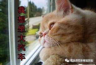 宠物猫怎么托运客车
