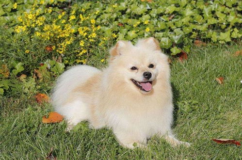 博美犬喂多少狗粮