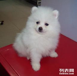 给小孩买只宠物狗怎么选
