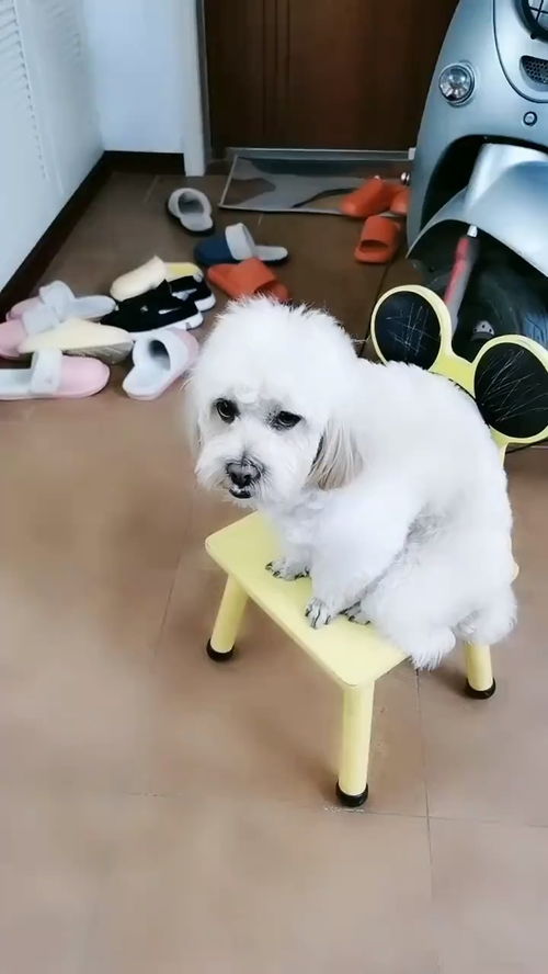 把小狗当宠物狗怎么办呢
