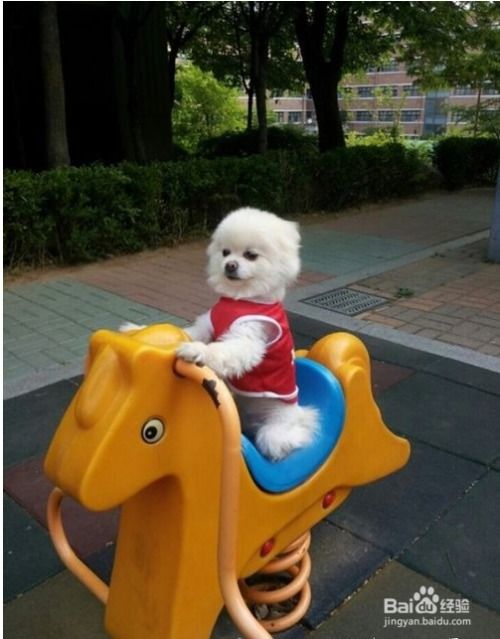 怎么让宠物狗去固定的地方拉屎