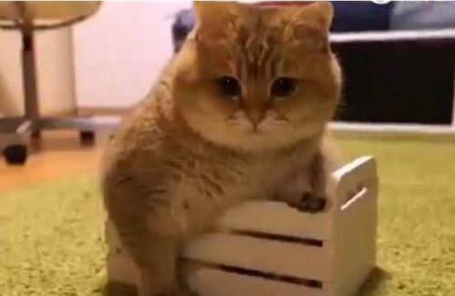 怎么购买小宠物猫