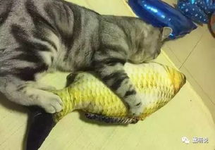 宠物猫用品怎么买好呢