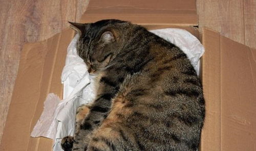 宠物猫搬家怎么办