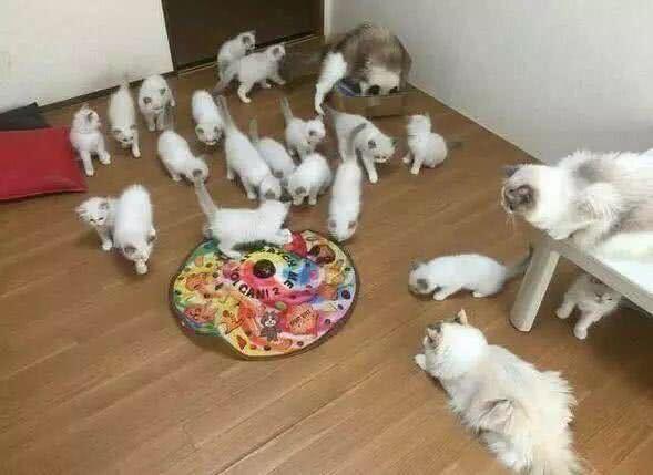 宠物猫怀孕怎么生宝宝