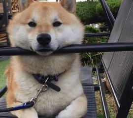 柴犬旅行怎么带宠物狗去