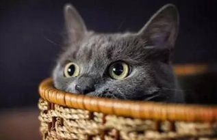 宠物猫感冒怎么办理