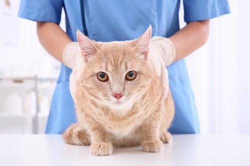 宠物猫怎么治病的