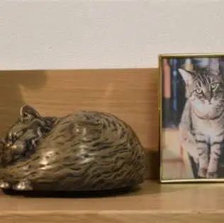 宠物猫骨灰怎么处理好