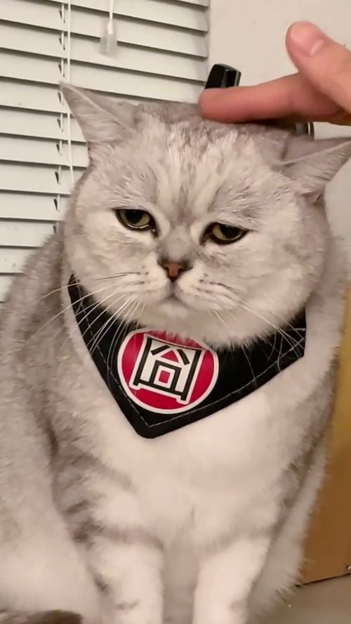 怎么获取可爱的宠物猫