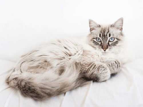 怎么判断宠物猫有没有病