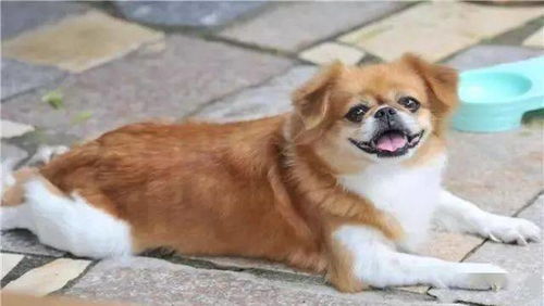 宠物狗的级别怎么分的啊