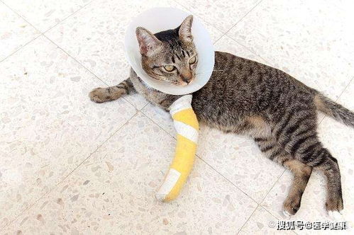 宠物猫骨折怎么治