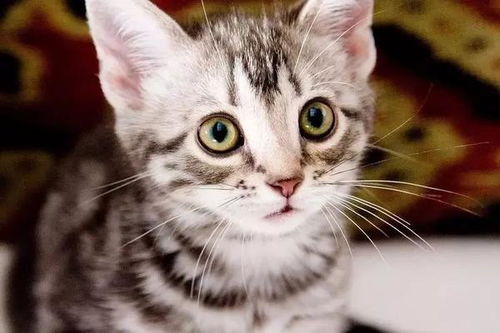 宠物猫怎么不怎么叫