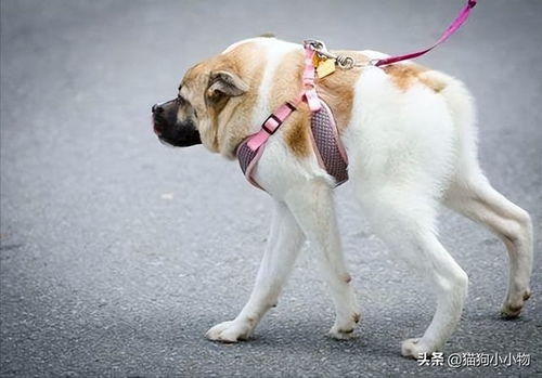 宠物狗变野了怎么回事啊