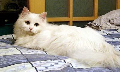 伦敦宠物猫洗澡怎么洗好