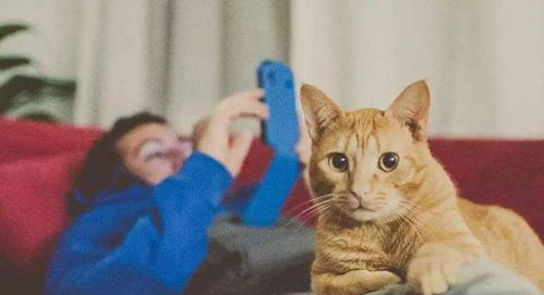 宠物猫知道怎么回家吗