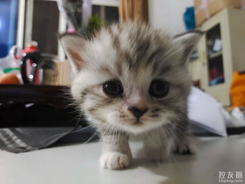 赣州宠物猫怎么领养
