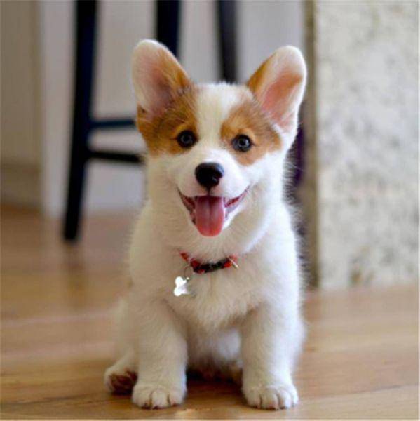 白色柯基犬多少钱